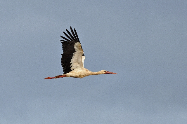 portugal, the algarve, vilamou-09.jpg - WHITE STORK - PORTUGAL